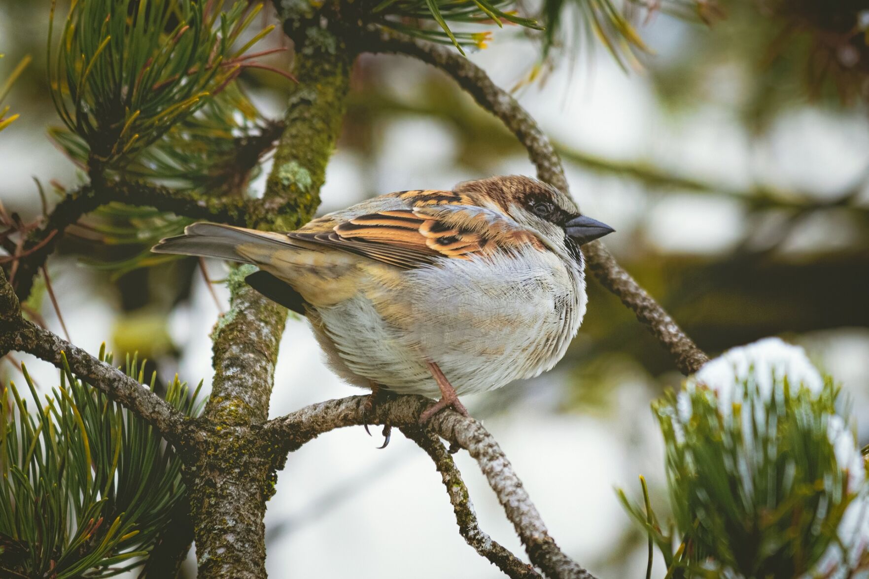 Bird RTSA